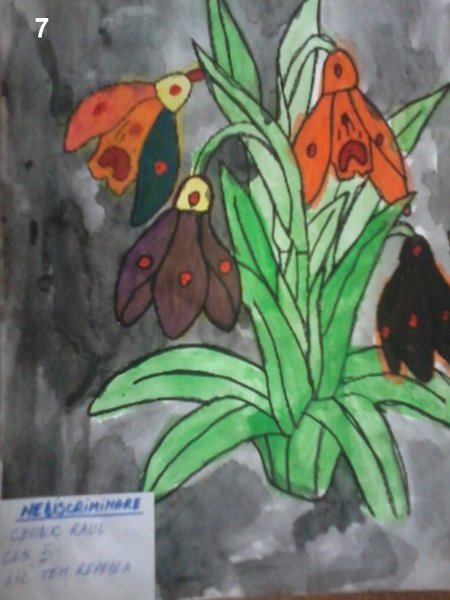 7_Raul CZUDIK_Sc Repedea.jpg